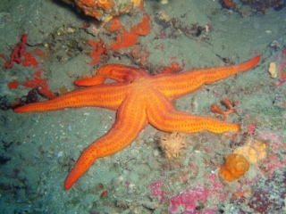  Starfish 